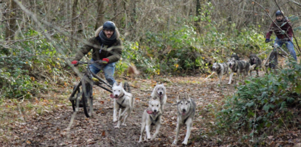 Evasion Canine activites avec chiens de traineau