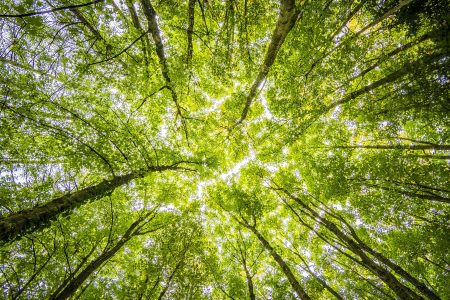 foret NFT decarbonniser la plaète projet Carbonable