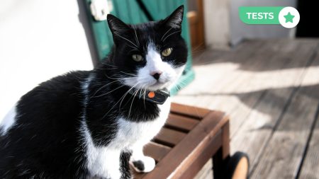 Test traqueur Weenect XS pour chats : que vaut vraiment ce collier GPS ? test weenect xs chat traceur gps