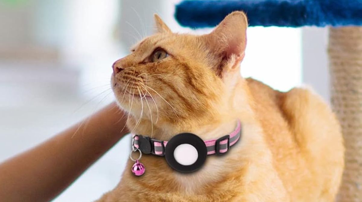 Airtag et collier pour chat