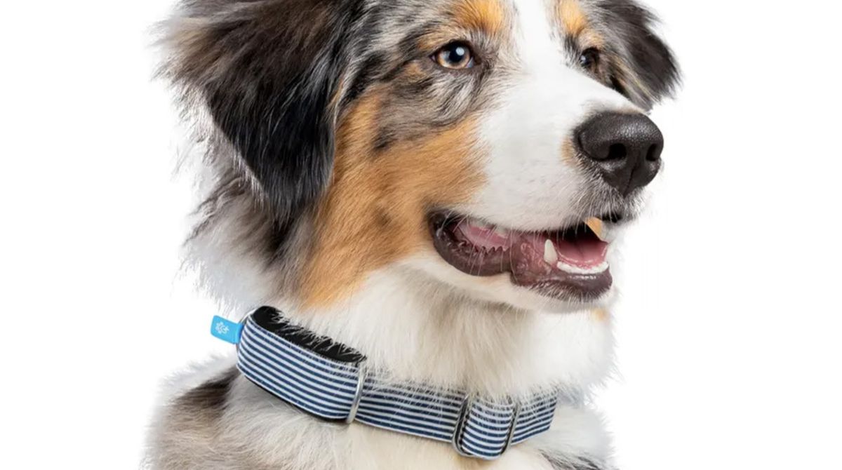 Invoxia Minitailz Biotracker