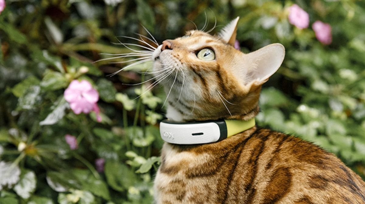 collier Kippy Cat V2