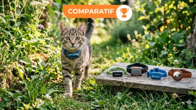 Quel collier GPS choisir pour son chat ? Les 4 meilleurs modèles en 2026 meilleur traceur collier gps chat