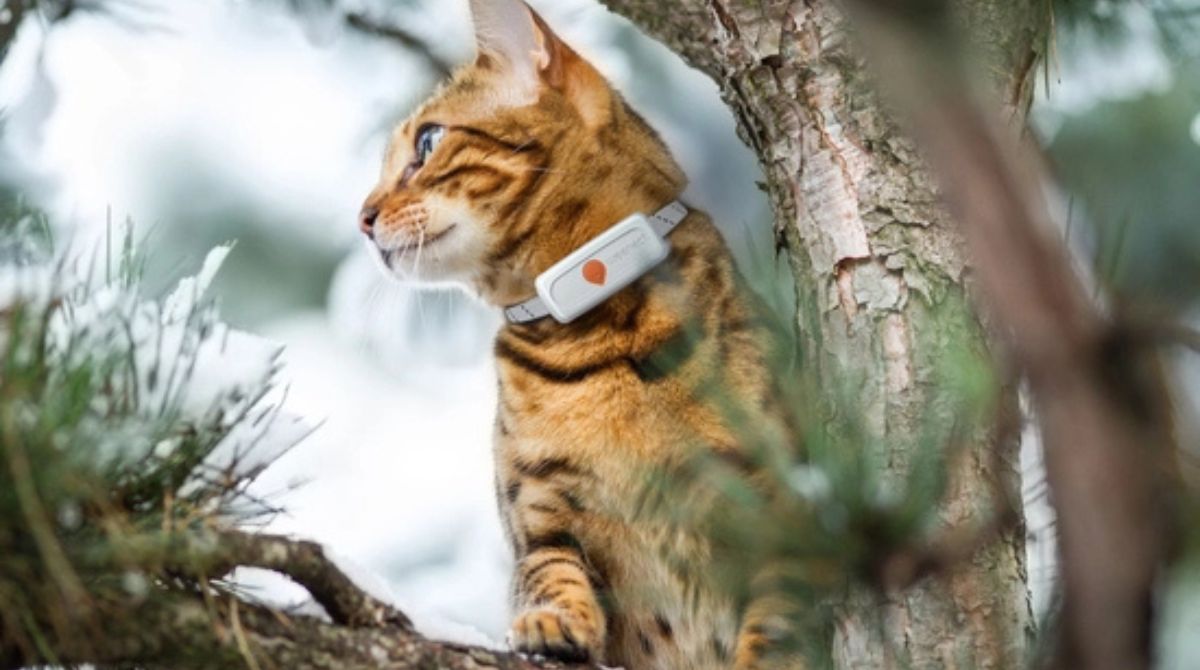 collier Weenect XS pour chat