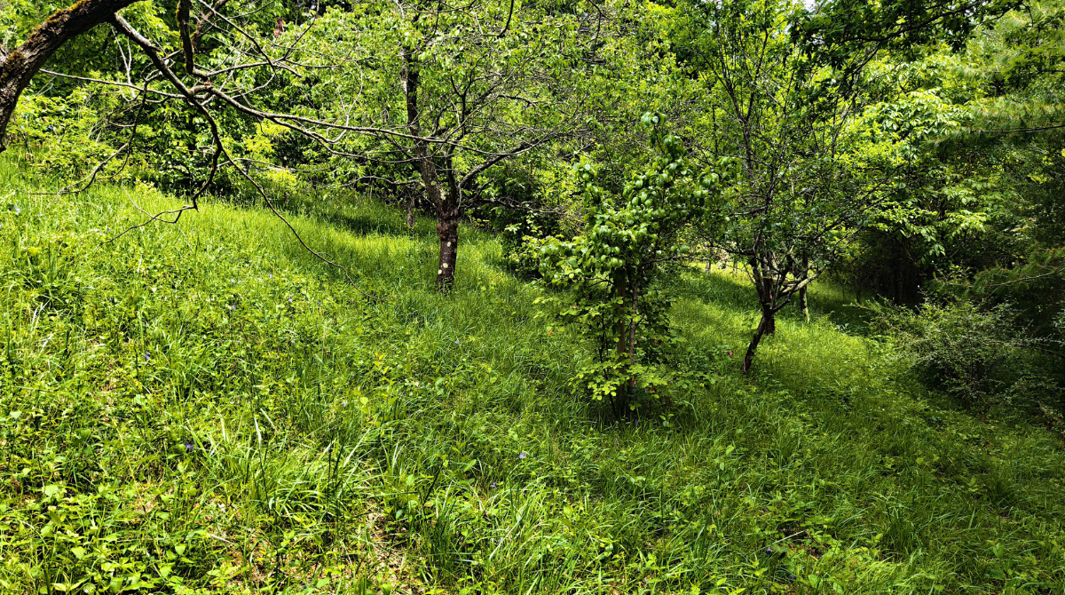 Terrain en friche de test avec bcp d'obstacles