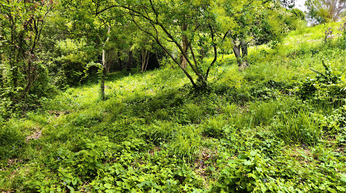 Terrain en friche de test