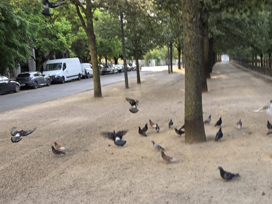 Test mouvement oiseaux 2