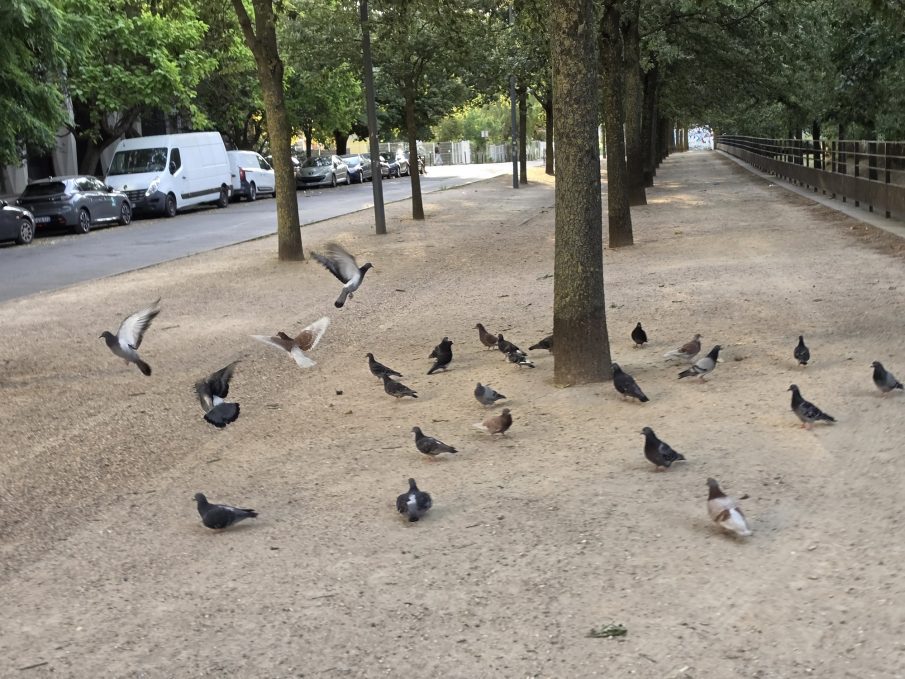 Test mouvement oiseaux 1