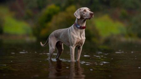 MOVA SureTrack Pro : le traceur GPS qui vous laisse parler à votre chien (à un certain coût) Chien portant le collier GPS Mova SureTrack Pro