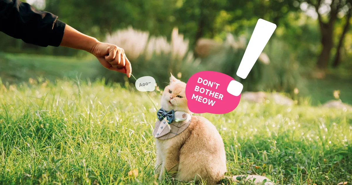 Collier IA traducteur chien et chat